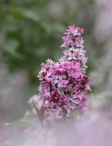 丁香花开去年今日此花开