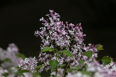 丁香花开去年今日此花开