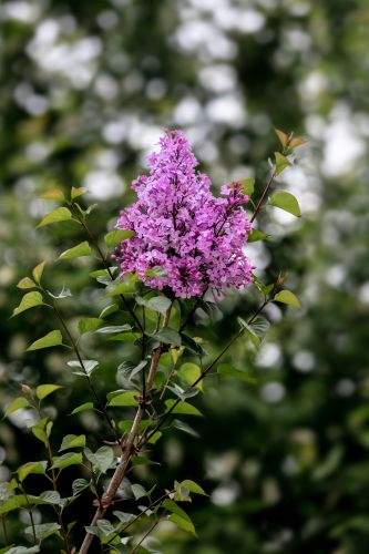 丁香花开去年今日此花开