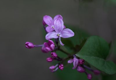 丁香花开去年今日此花开