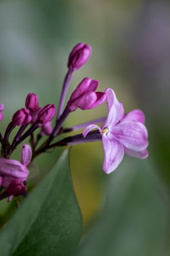 丁香花开去年今日此花开