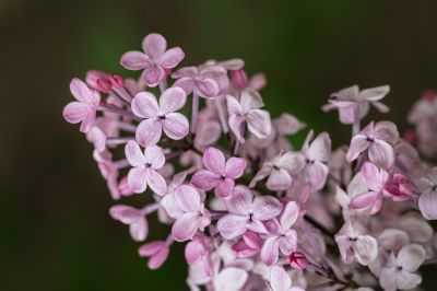 丁香花开去年今日此花开
