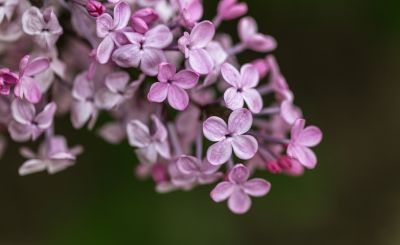 丁香花开去年今日此花开