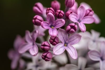 丁香花开去年今日此花开