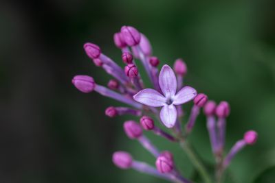 丁香花开去年今日此花开