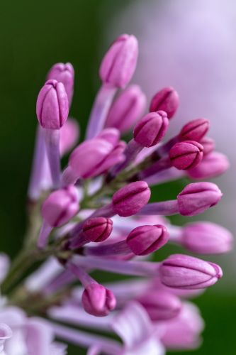 丁香花开去年今日此花开