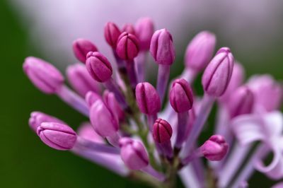 丁香花开去年今日此花开