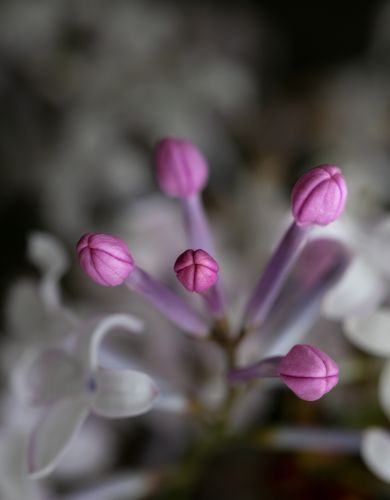 丁香花开去年今日此花开