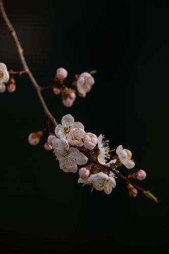 春意荡然鸟语花香