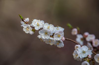 春意荡然鸟语花香