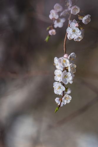春意荡然鸟语花香