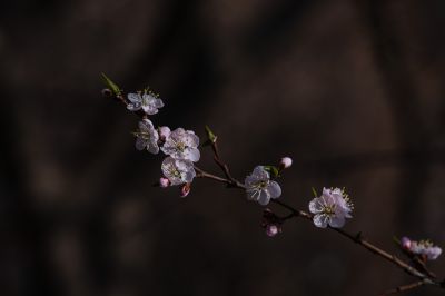 春意荡然鸟语花香