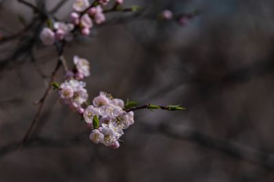 春意荡然鸟语花香