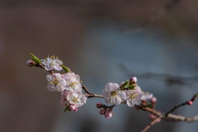 春意荡然鸟语花香