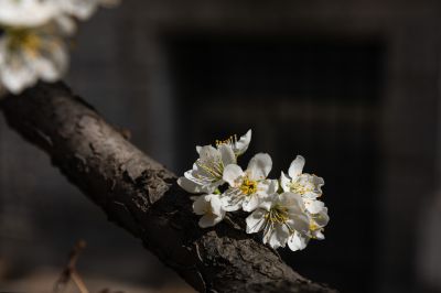 春意荡然鸟语花香