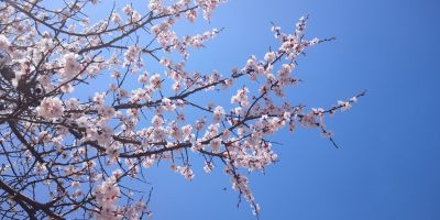 冰城鲜花盛开的季节