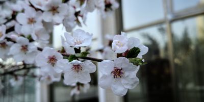 冰城鲜花盛开的季节