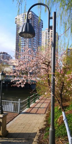 冰城鲜花盛开的季节