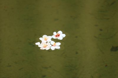 春色满园