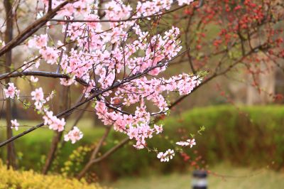 春花满园