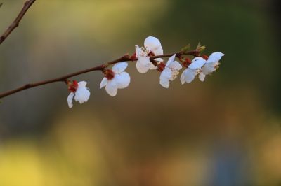春花满园