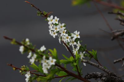 春季花季时光