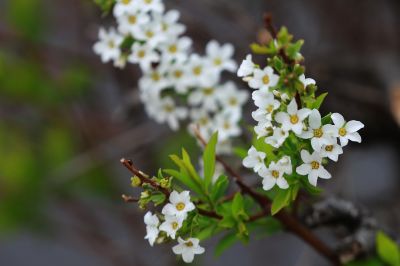 春季花季时光