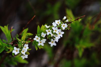 春季花季时光
