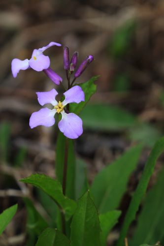 春季花季时光