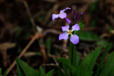 春季花季时光