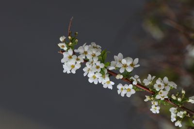 春季花季时光