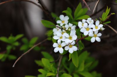 春季花季时光