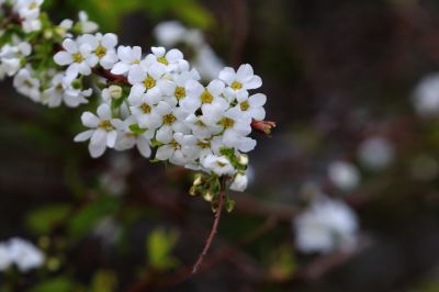 春季花季时光