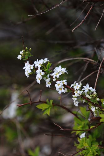 春季花季时光