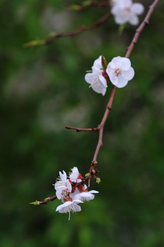 春季花季时光