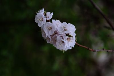 春季花季时光