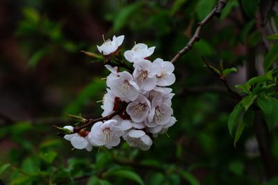 春季花季时光