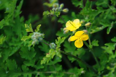 春季花季时光