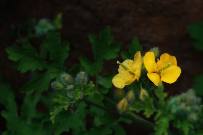 春季花季时光
