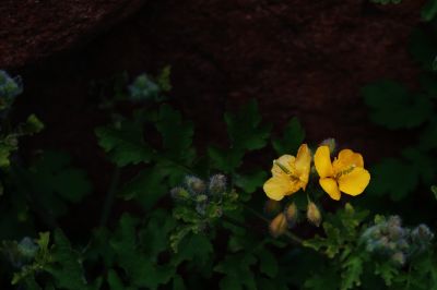 春季花季时光
