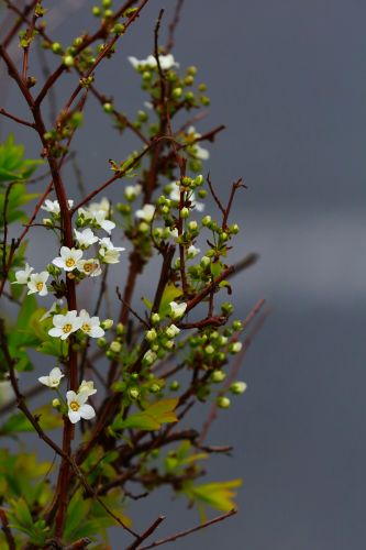 春季花季时光