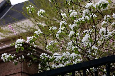 春季花季时光