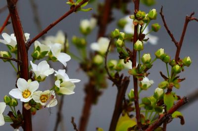 春季花季时光