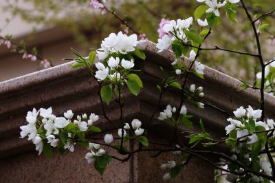 春季花季时光