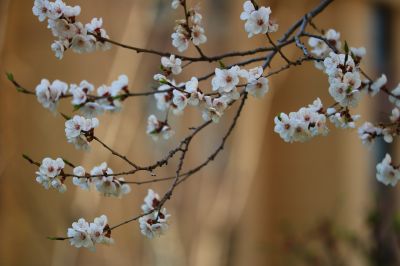 春暖花开