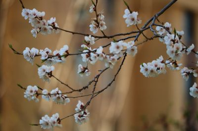 春暖花开