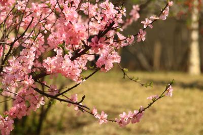 春暖花开