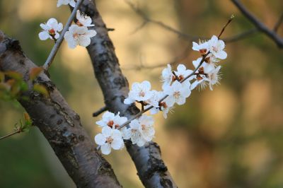 春暖花开