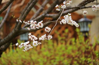 春花满园