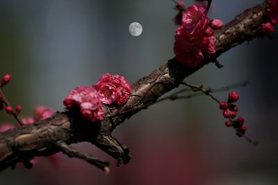 明月伴春花